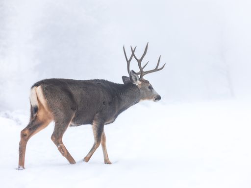 A majestic snow-covered deer with antlers