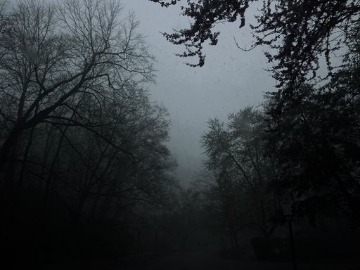 A forest storm, rain falling from a dark ominous sky, weather in nature