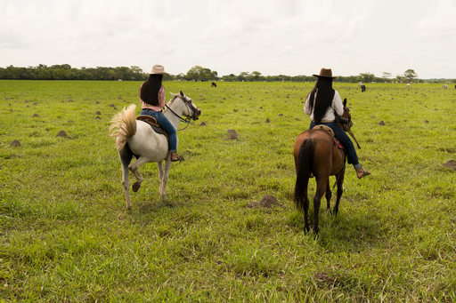 A back view of two young females riding horses in the field