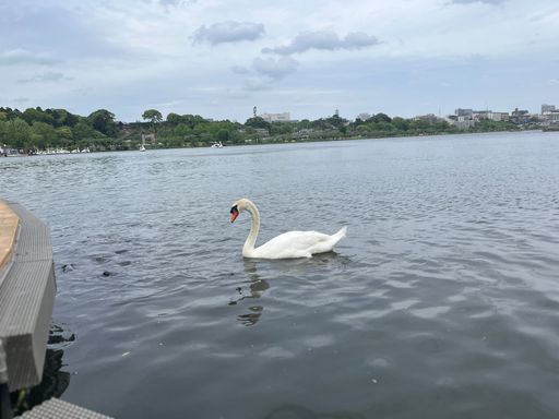 A majestic white swan glides in front of a boat on water