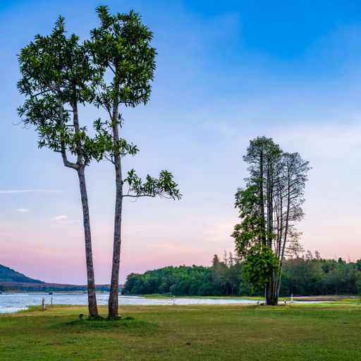 Trees by lake edge at sunset, bench under tree