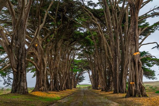 A Cypress Tree Tunnel in Inverness, California