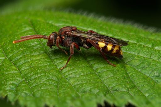 A Nomada Flava insect on a green leaf