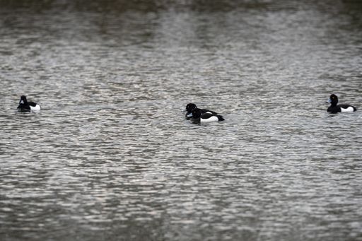 A wide angle shot of several black birds on the water