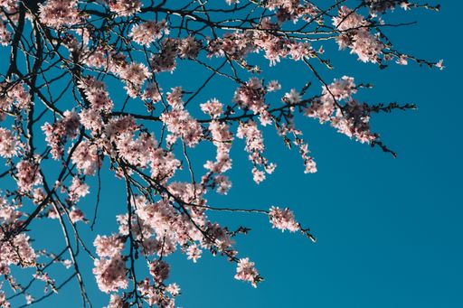A low angle shot of delicate cherry blossoms on thin tree branches under a clear blue sky