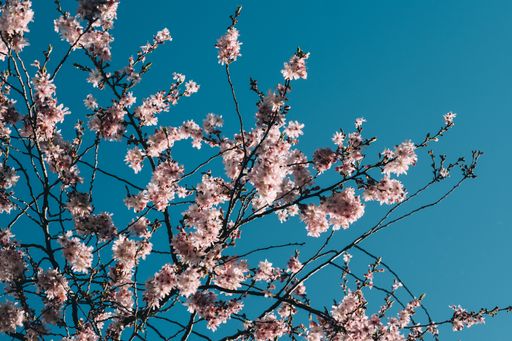 A beautiful shot of vibrant cherry blossoms under a clear blue sky on a sunny spring day