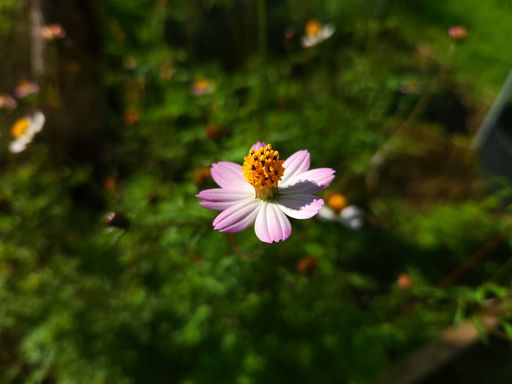 Close-up of a pink flower with a bee inside