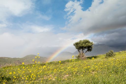 A single olive tree and rainbow at springtime grass field with yellow flowers under a cloudy sky