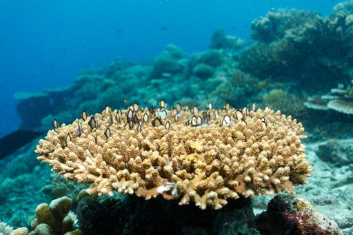 A scenic view of coral reefs at the bottom of the sea