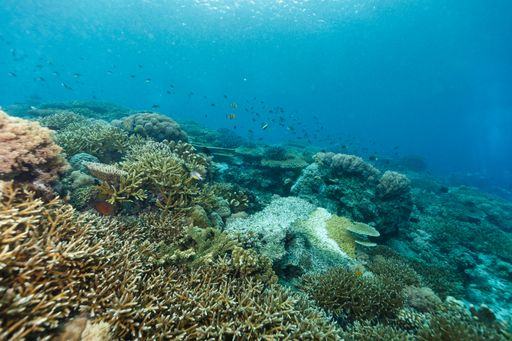 A scenic view of coral reefs at the bottom of the sea