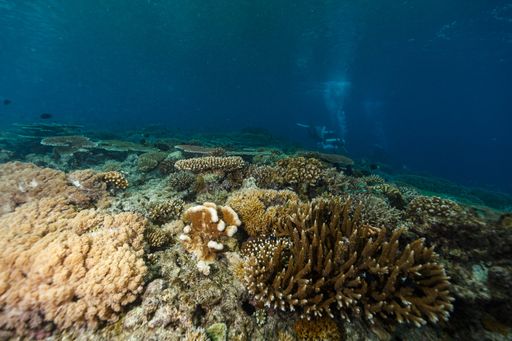 A scenic view of coral reefs at the bottom of the sea