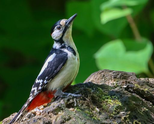 A Woodpecker perched on a rock in grassy terrain.
