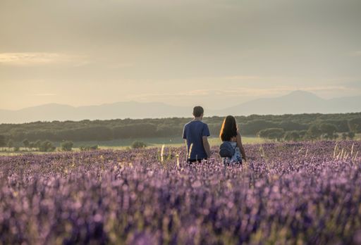 Couple walking with their backs to each other during sunset through the lavender fields in Brihuega just before harvest season, enjoying the serenity