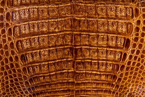 A close-up of a tanned crocodile skin, the texture of a processed alligator leather