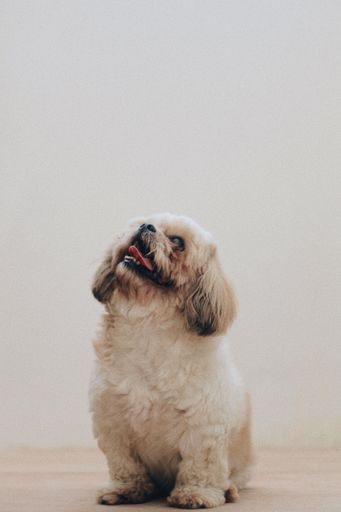 A vertical shot of a cute dog sitting on looking up with a white background
