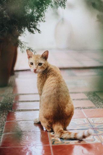 A vertical shot of an orange cat sitting and looking back at the camera with blurred background