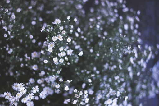 A high angle shot of white flowers with blurred natural background
