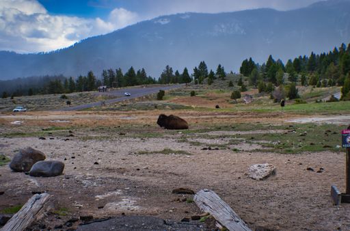 A beautiful big bison sitting in the middle of a rocky field at the Yellowstone National Park
