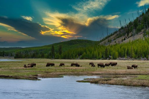A sunny morning at the Yellowstone National Park with bisons grazing the grass in front of a lake