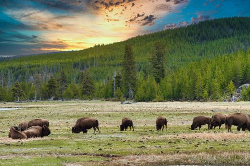 A small group of bison eating grass in a lush forest under a bright sky at Yellowstone National Park