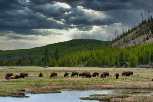 A cloudy dark morning at Yellowstone National Park with bison eating grass in front of a lake