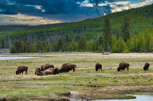 A beautiful bright day with bison eating grass in front of a lake at Yellowstone National Park