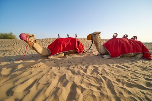 Two camels resting on a sandy dune in Dubai, UAE