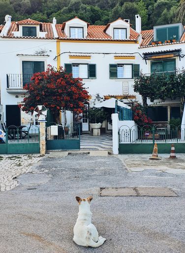 A dog sits in front of a white building with a red roof and red flowering trees