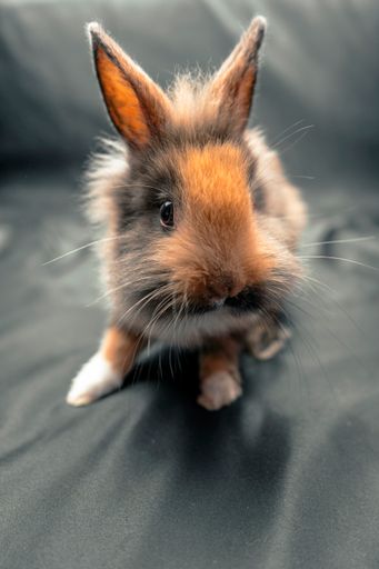 A vertical shot of a fluffy gray and brown domestic rabbit on a gray background