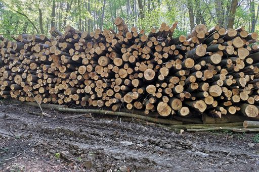 A shot of pile of cut tree trunks