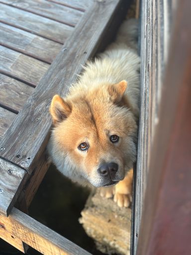 A cute chow chow looking upward
