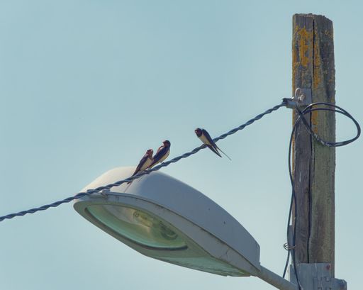A low angle shot of barn swallows perched on an electric wire in the daylight