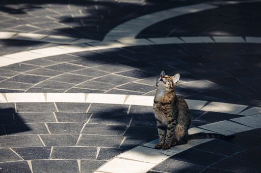 A tabby cat sitting outdoors on the street
