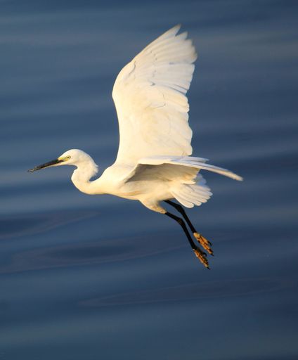 A selective focus shot of a white egret flying over the river