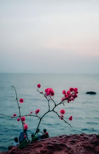 The flowers and plants on a cliff overlooking the ocean