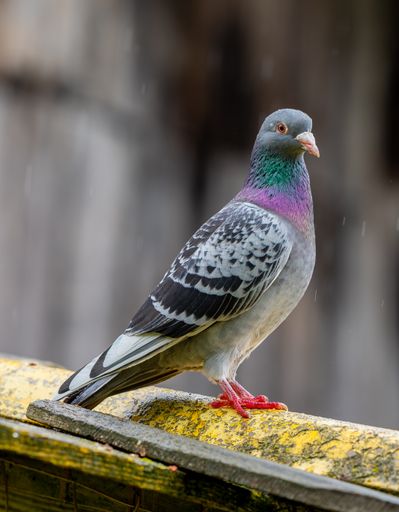 Vibrant pigeon perched on wooden post, on ledge