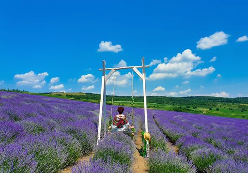 A back view of a woman in a colorful shawl on a swing in a field of lavender flowers