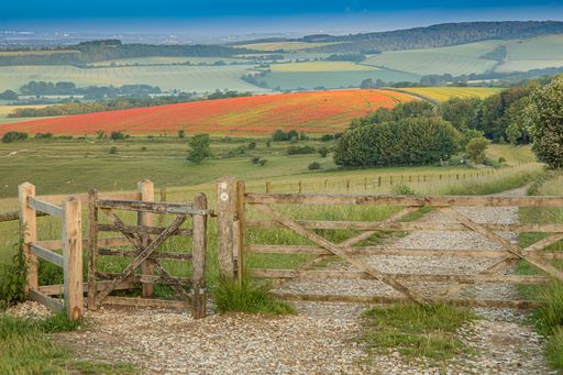 A narrow pathway closed with wooden fences in a field under the sunlight in the countryside