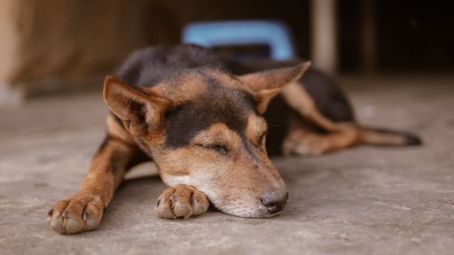 A cute brown peacefully sleeping dog resting its head on the paw while lying on the floor at home