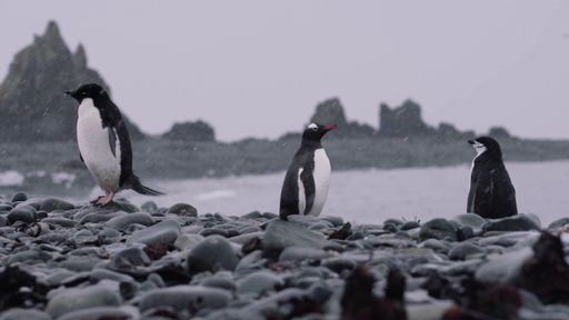A grayscale shot of three penguins on the seashore