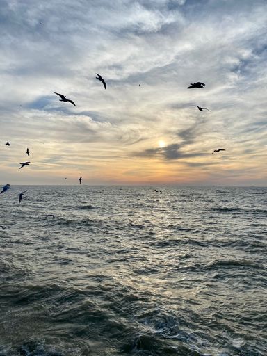 A flock of seagulls soaring over the water during sunset