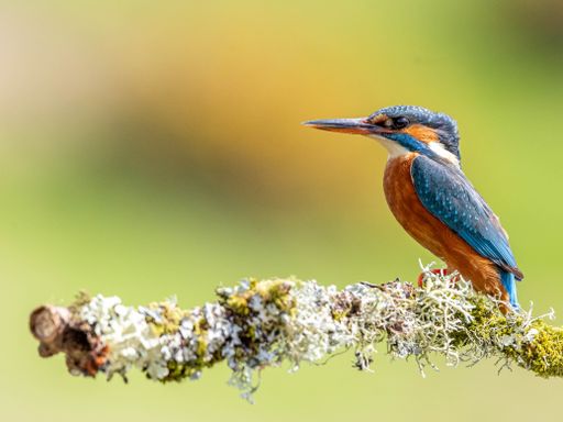 A small kingfisher perched on a moss-covered branch outdoors.