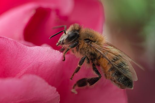 A close-up of an abeja inside a flower