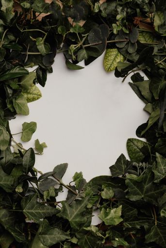 a frame composed of natural sheets for a photograph or text