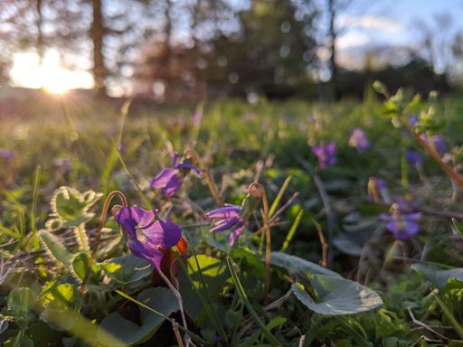 A soft focus of purple flowers blooming at a field with a sun glare in the backgroun