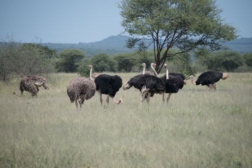 A closeup shot of ostriches in the Tarangire National Park, Tanzania, Africa