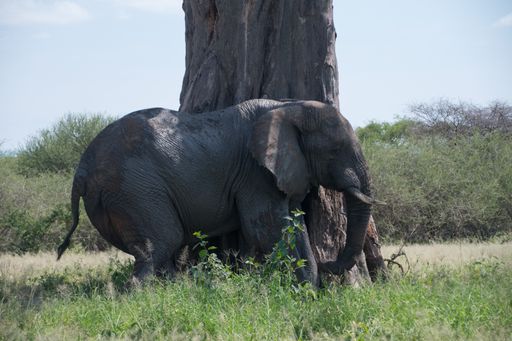 A closeup shot of a big elephant at Tarangire National Park, Africa