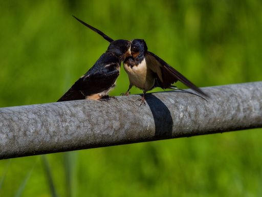 The two tiny birds sitting on a pole's railing