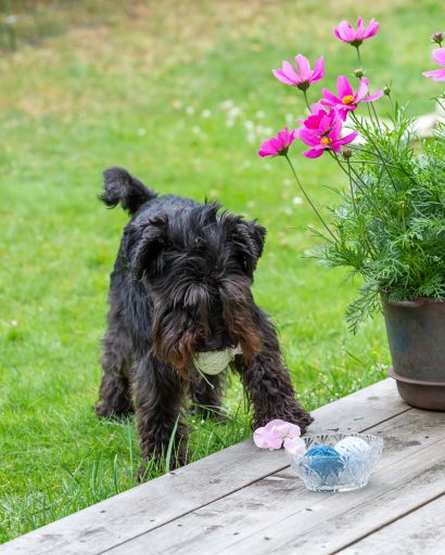 A vertical shot of a black shot and a pink flower