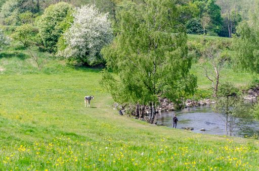 A cow grazing in a field and a man fishing in the lake